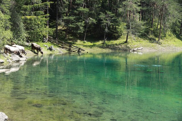 Die Einstiegstelle vom Samaranger See; Kühe benutzen den See auch als Tränke